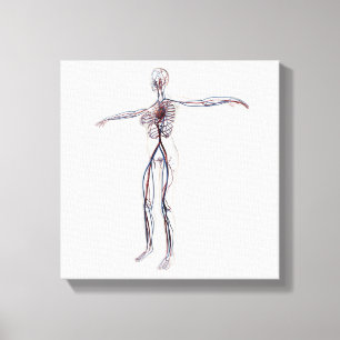 Toile Illustration Médicale : Système circulatoire fémin