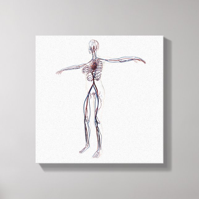 Toile Illustration Médicale : Système circulatoire fémin (Recto)