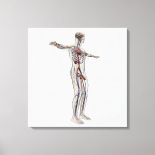 Toile Illustration Médicale : Système de reproduction ma