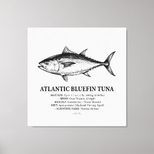 Toile Illustration scientifique du thon rouge de l'Atlan