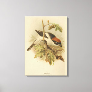 Toile Illustration vintage de Woodchat Shrike
