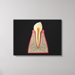 Toile Image Conceptuelle De La Dent Humaine 2