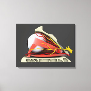 Toile Image conceptuelle de l'anatomie 3 d'oeil humain