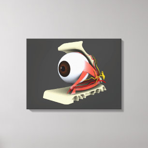 Toile Image Conceptuelle De L'Anatomie Des Yeux Humains 