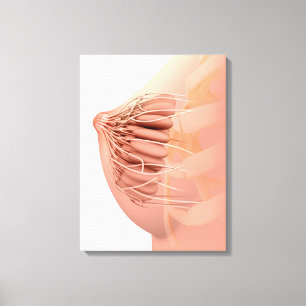 Toile Image conceptuelle de l'anatomie femelle 2 de sein