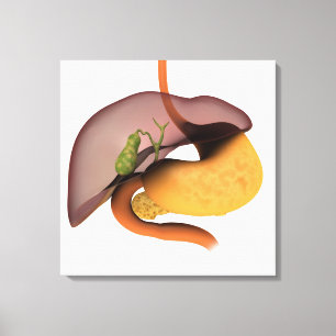 Toile Image conceptuelle de l'appareil digestif humain 1