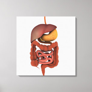Toile Image conceptuelle de l'appareil digestif humain 2