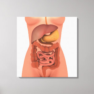 Toile Image conceptuelle de l'appareil digestif humain 5