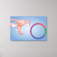 Image Conceptuelle De L'Organe De Reproduction Fém