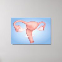 Image Conceptuelle De L'Organe De Reproduction Fém