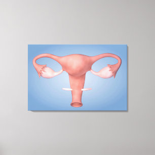 Toile Image conceptuelle de l'organe reproducteur