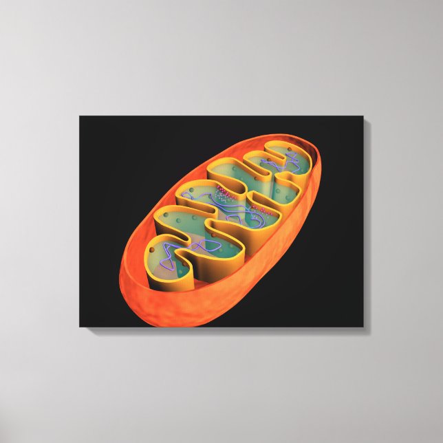 Toile Image Conceptuelle De Mitochondria 3 (Recto)