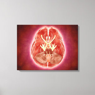 Toile Image Conceptuelle Des Nerfs Craniens Dans Le Cerv