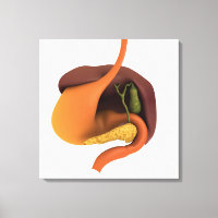 Image Conceptuelle Du Système Digestif Humain 4