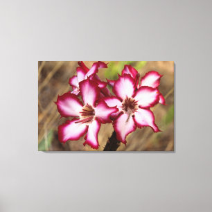 Toile Impala Lily (Adenium Multiflorum), Kruger