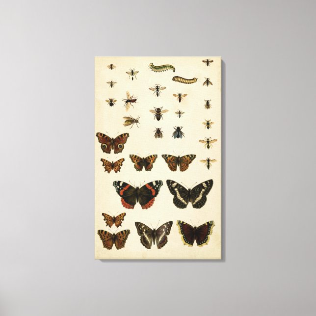Toile Insectes de jardin par Vision Studio (Recto)