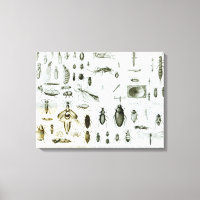 Insectes Entomologiques