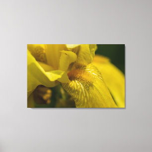 Toile Iris barbu jaune