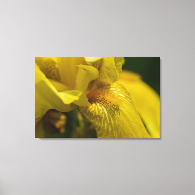 Toile Iris barbu jaune (Recto)