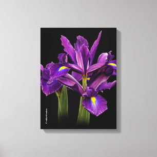 Toile Iris hollandais Purple Sensation