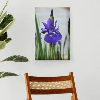 Iris Pourpre Botanique Floral Photographique