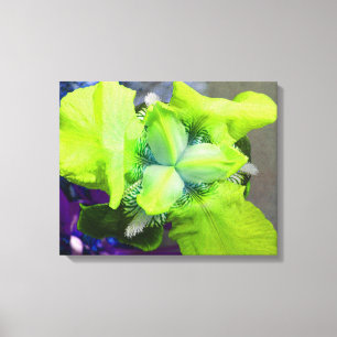 Toile Iris Vert Clair
