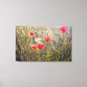 Toile Italie, Toscane, Coquelicots d'été et blé en