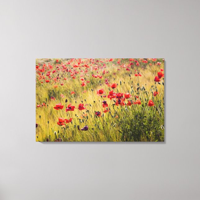 Toile Italie, Toscane, Poppies dans le champ de blé de p (Recto)