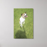 Jack russell terrier saut, vue surélevée