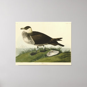 Toile Jager (Pomarine Jaeger) Audubon's Birds of America