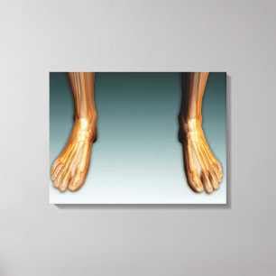 Toile Jambes et pieds humains avec le système nerveux
