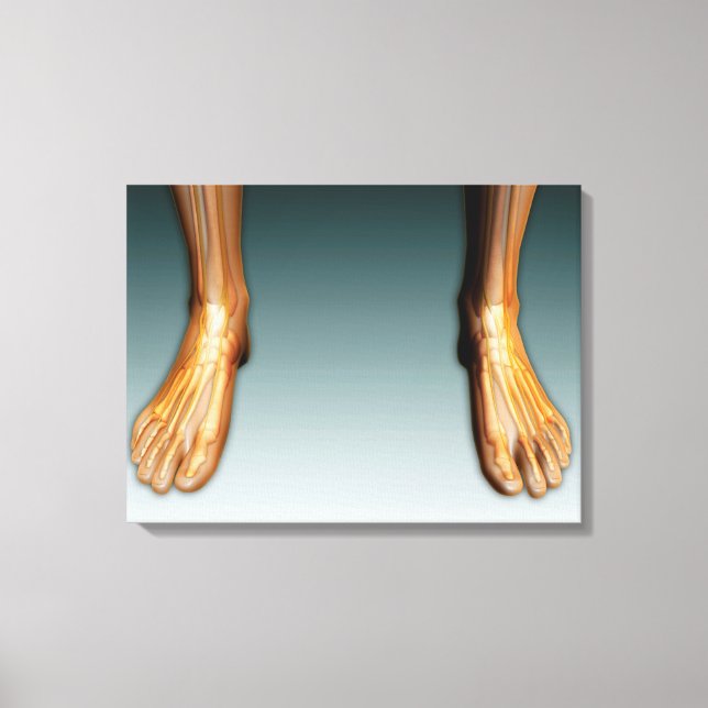 Toile Jambes Humaines Et Pieds Avec Système Nerveux (Recto)