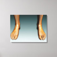 Jambes Humaines Et Pieds Avec Système Nerveux