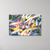 Japon, Tokyo, poisson de piscine gros