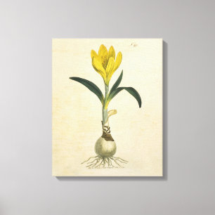 Toile Jardin botanique de tulipe Amaryllis Fleur