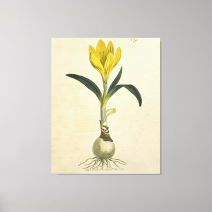 Toile Jardin botanique de tulipe Amaryllis Fleur