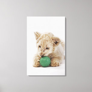 Toile Jeu blanc de petit animal de lion (krugeri de Lion