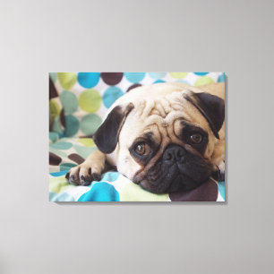 Toile jeune animal familier curieux