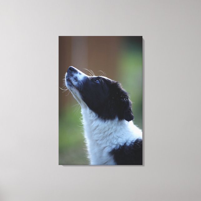 Toile jeune chip Border Collie (Recto)
