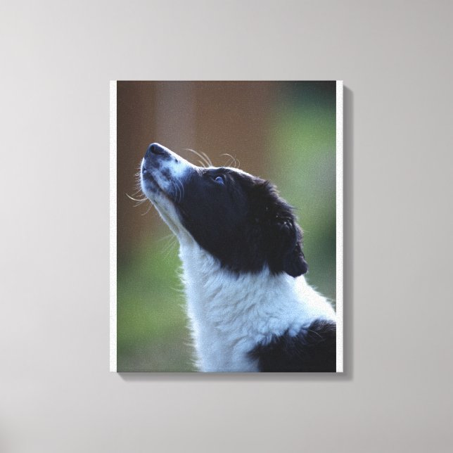 Toile jeune chip Border Collie (Recto)