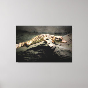 Toile Jeune Crocodile sur un Rocher