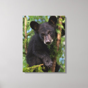 Toile Jeune ours noir jouant dans les arbres