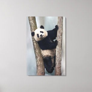Toile Jeune panda grimpant à un arbre, Chine