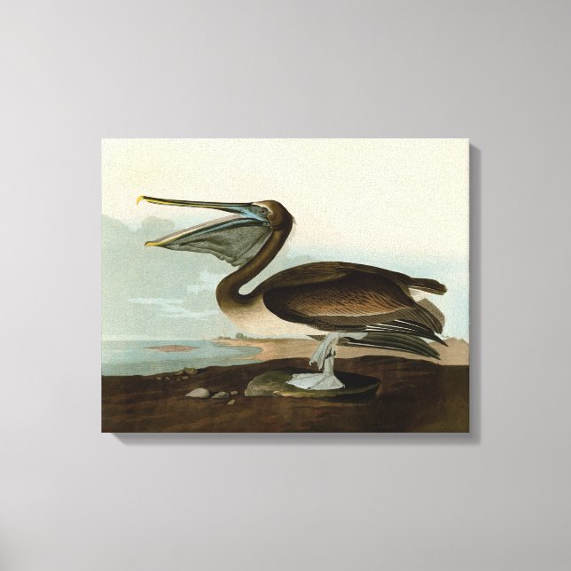 Toile John James Audubon Peinture Pélicane Brown (Recto)