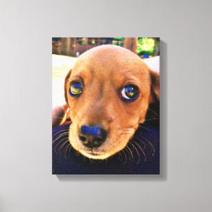 Toile Joli chien chiot Brown Dachshund