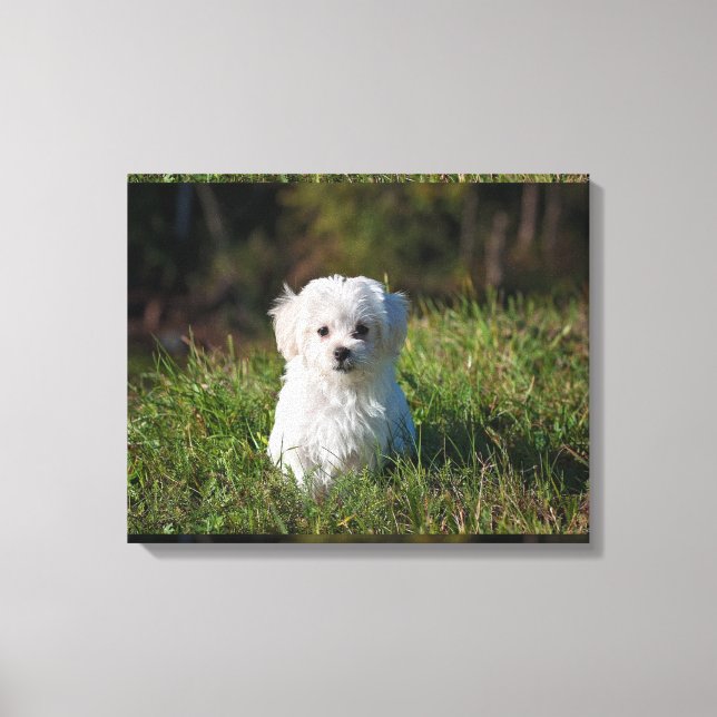 Toile Joli chiot blanc (Recto)