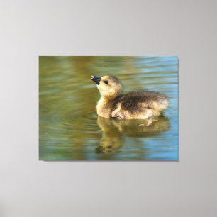 Toile Joli gosling sur étang