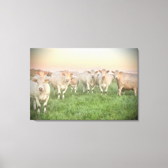 Toile Joli Pastel Charolais Cattle in Pastel (Recto)