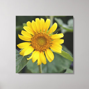 Toile Joli tournesol jaune soleil 24" x 24"