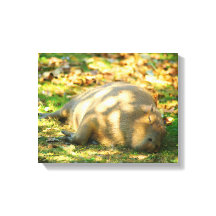Jolie Capybara rêve dans le soleil d'été
